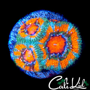 ORANGE JULIUS ACAN QUAD