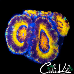 GOLDEN TIGER ACAN QUAD