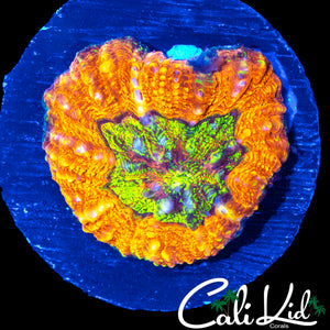 BEAUTIFUL RAINBOW LOBO W/ PURPLE