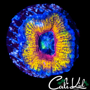 MYSTERY RAINBOW ACAN