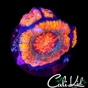 RAINBOW ACAN MORPH QUAD