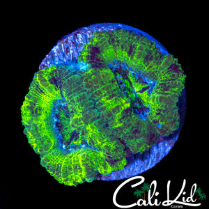 BLACK SPOTTED ACAN DOUBLE
