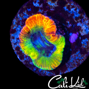 BEN'S PRIVATE COLLECTION ONE-OF-A-KIND ACAN