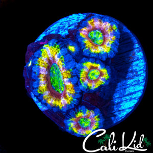 RAINBOW SHATTER ACAN QUAD