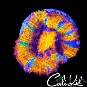 RAINBOW SLICE ACAN