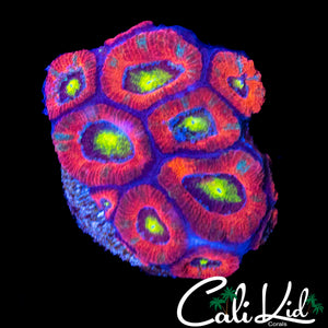 GOLDEN EYE MICRO COLONY