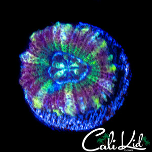 BEAUTIFUL ASIAN ACAN