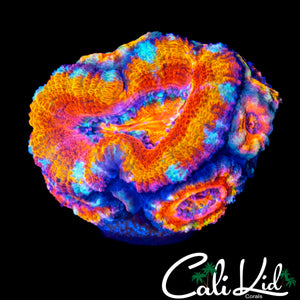 STUNNING RAINBOW ACAN MINI COLONY