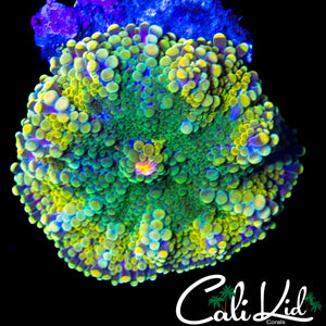 INSANE RAINBOW BUBBLE YUMA