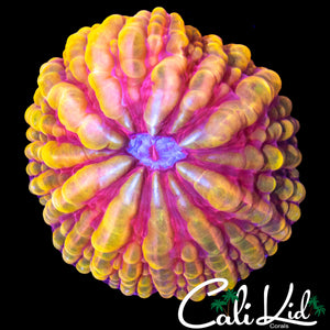 RARE GOLDEN MASTER CYNARINA
