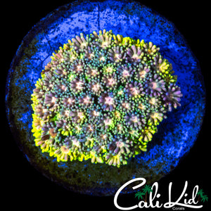 ULTIMATE RAINBOW GONI COLONY