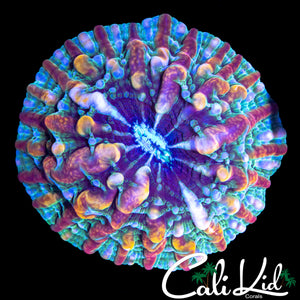 STUNNING RAINBOW INDOPHYLLIA