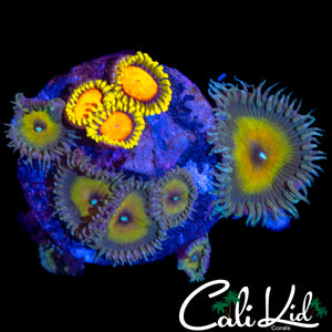 ASSORTED ZOA MINI COLONY