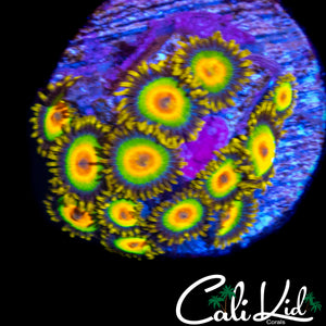 RASTA ZOA COLONY