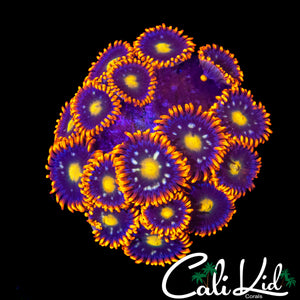 ASSORTED ZOA COLONY