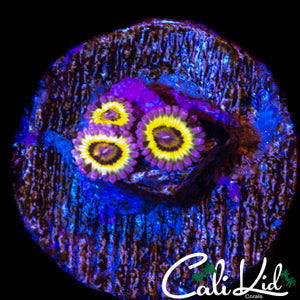 STRATOCASTER ZOA TRIPLE