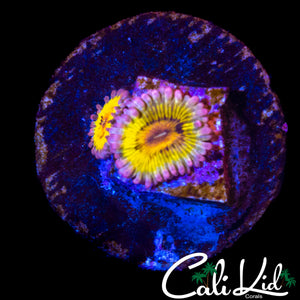 CHIQUITA ZOA DOUBLE