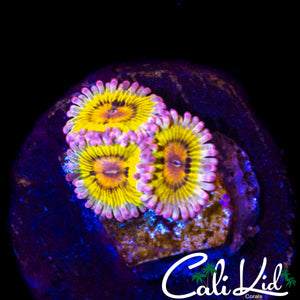 CHIQUIRA ZOA TRIPLE