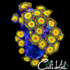 RASTA ZOA COLONY