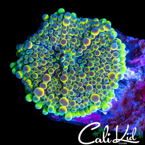 RAINBOW BUBBLE YUMA