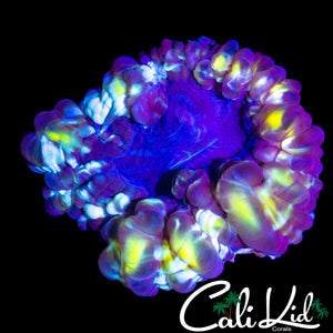 GOLDEN TRANSLUCENT CYNARINA