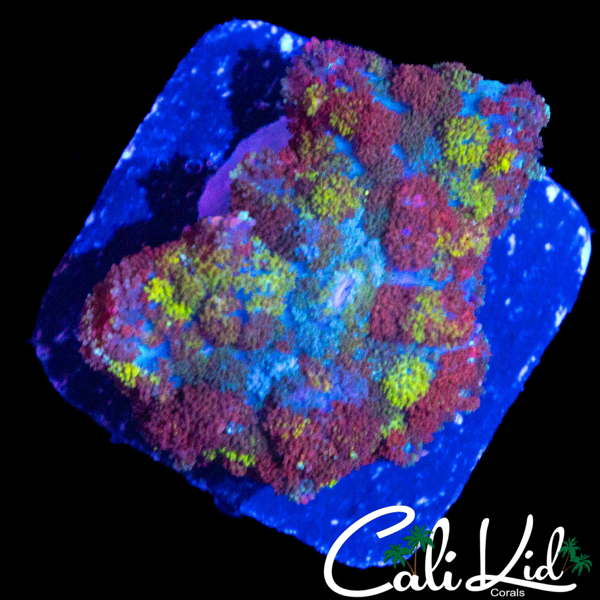 CK UNRELEASED RAINBOW BOUNCE SHROOM