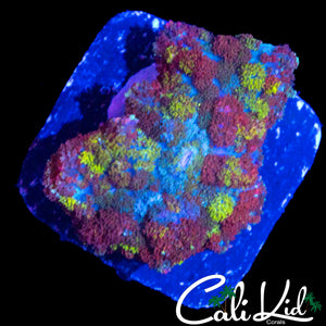 CK UNRELEASED RAINBOW BOUNCE SHROOM
