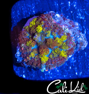 CK UNRELEASED RAINBOW BOUNCE SHROOM