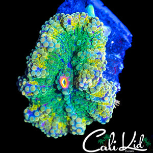 XL RAINBOW BUBBLE YUMA