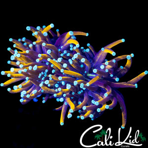 AQUACULTURED TEAL TIP TORCH