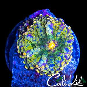 ULTIMATE RAINBOW BUBBLE YUMA