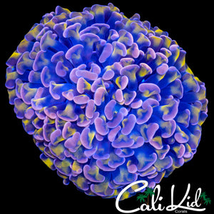 PURPLE / GOLD TIP HYBRID HAMMER