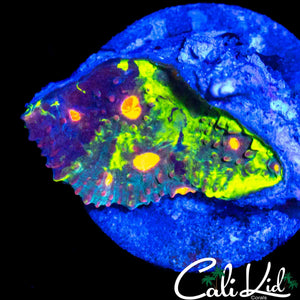 CRAYOLA MELTDOWN MORPH CHALICE FRAG