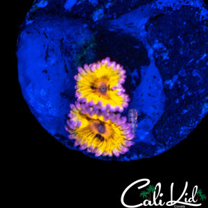 CHIQUITA ZOA DOUBLE