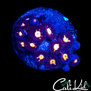 ASSORTED ZOA COLONY