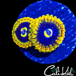 RAINBOW YODA ZOA DOUBLE