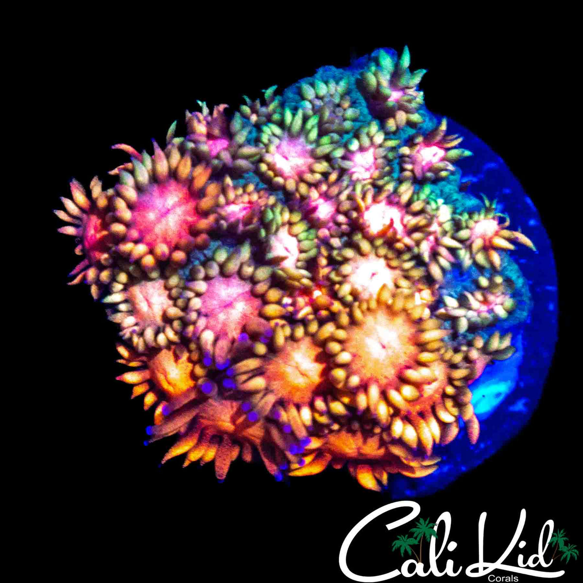 CK RAINBOW RIOT CHUNK