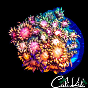 CK RAINBOW RIOT CHUNK