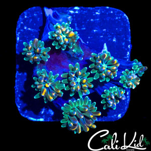 CK KALEIDOSCOPE GALAXIA