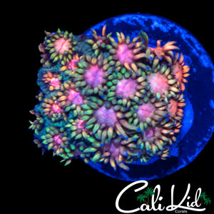COSMIC CANDY GONI