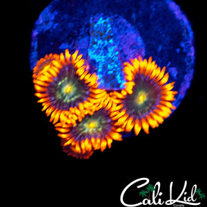 HATERADE ZOA MINI COLONY