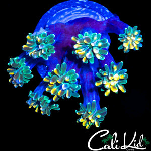 CK KALEIDOSCOPE GALAXIA