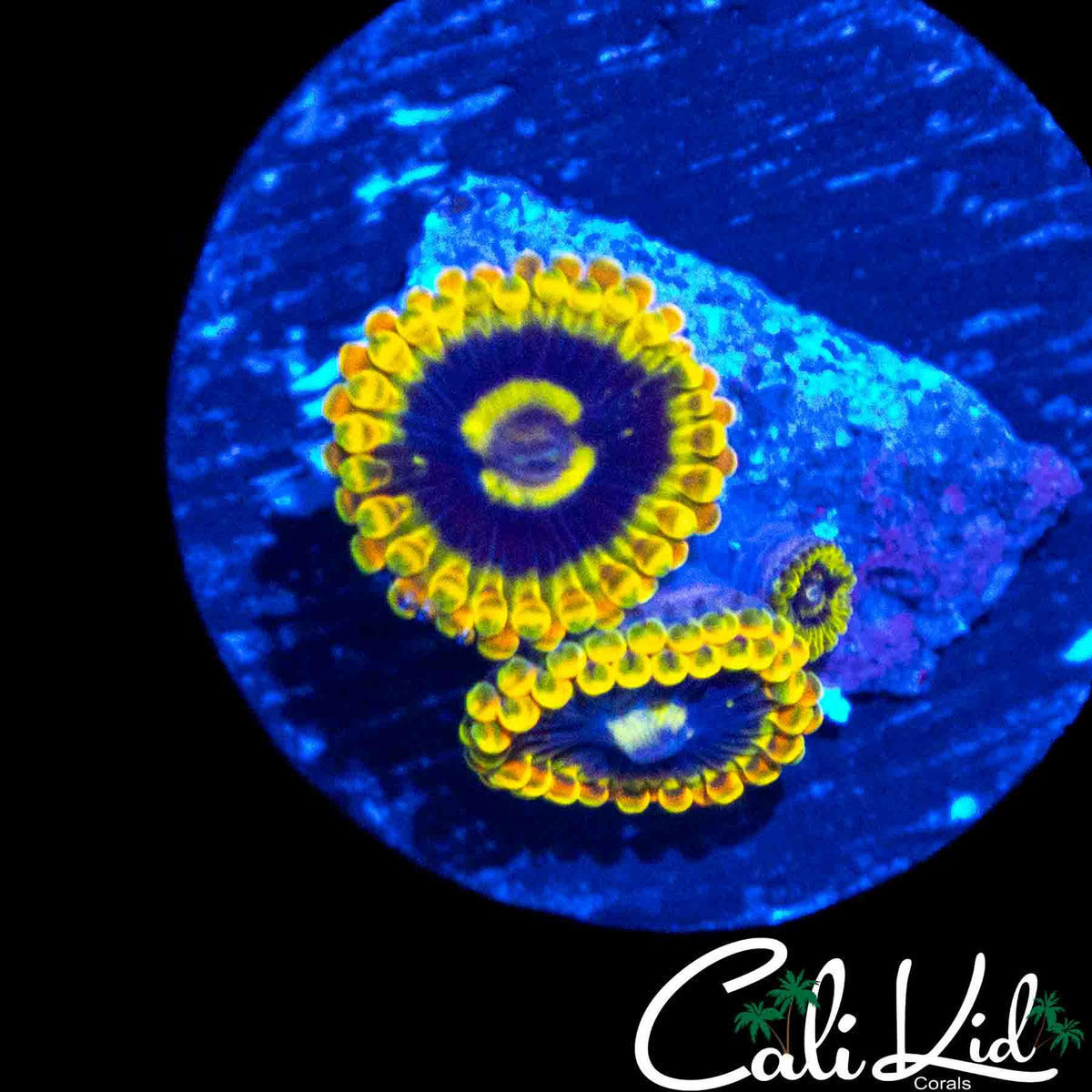 RAINBOW YODA ZOA DOUBLE