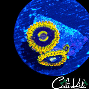 RAINBOW YODA ZOA DOUBLE