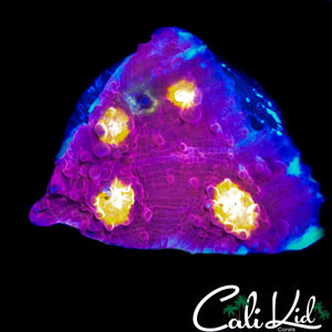 ORA EASTER EGG CHALICE