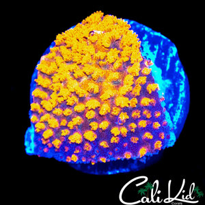 CK UNRELEASED RAINBOW MONTI