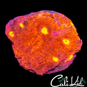 RAINBOW EYE CHALICE CHUNK
