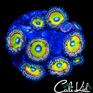 ASSORTED ZOA PALY COLONY