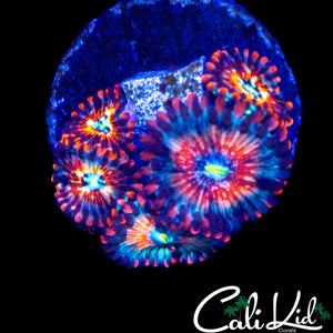 CB WHITE ZOMBIE MINI COLONY