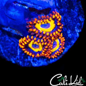 BBEB ZOA TRIPLE